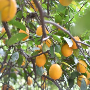 Kathy's Meyer Lemon Tree